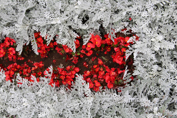 Wall Mural - multicolored flowers on a sick flowerbed in nature