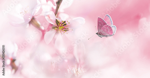 Pink blossoming almond and flying butterfly