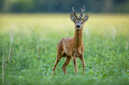 Cuadros en Lienzo Dominant roe deer, capreolus capreolus, buck with massive antlers sniffing on green agricultural field in summer from low angle view with space for copy