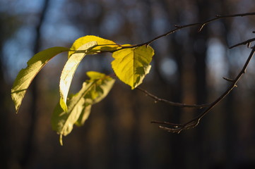 Wall Mural - Beautiful autumn background for web design. Wallpaper. Nature.