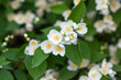 Jasmine spring flowers. Close up of jasmine flowers in a garden, branch with white flowers. Selective focus. 