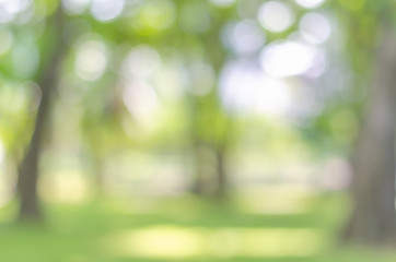 abstract bio green blur nature background trees lush foliage in the park at morning with sunlight.