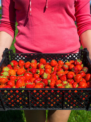 Canvas Print - Harvesting fresh Sweet red strawberry. Strawberry Farm Box with ripe berry.