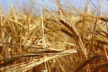 spikelets of golden wheat close up in a field