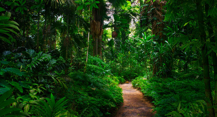 Canvas Print - Southeast Asian tropical rainforest with path