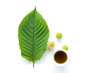 Leaves, flowers, fruits and liquid of Kratom or mitragynine on white background isolated