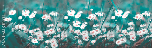 Cuadros en Lienzo Magnificent flowering of white daisies on a blue and green background, blurred, selective focus