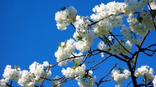 Spring Blossom Against A Blue Sky.