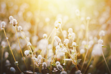 Poster - Grass flower ,Close up soft focus a little wild flowers grass in sunrise and sunset background warm vintage tone photo