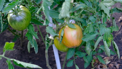 Poster -  tomatoes ripen on the bush