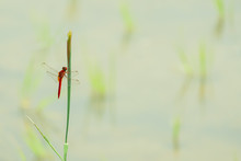 Red Dragonfly Stay On Top Of Plant Alone In Nature Background