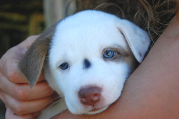 Portrait of a cute brown and white baby dog puppy whit blue eyes, held in arms.