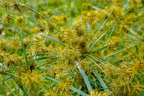 Cuadros en Lienzo Horizontal image of common nutsedge (Cyperus esculentus), a perennial weed, in f