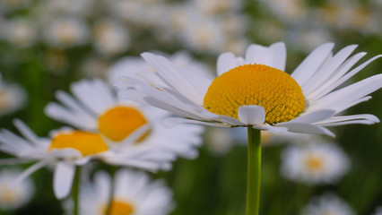 Chamomiles in the summer field close-up