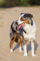 Wall Mural - Hund im Abendlicht in der Sandkuhle