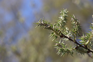 green blossom 