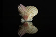 One whole mollusc shell bivalvia with violet edge isolated on black glass