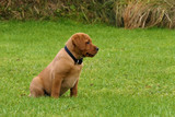 Fototapeta  - Rot brauner junger Labrador Welpe sitzt im Gras