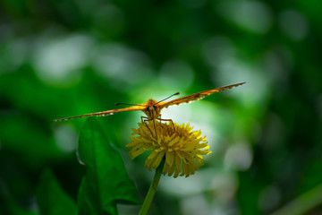 butterfly on flower