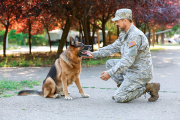 Wall Mural - Soldier with military working dog outdoors