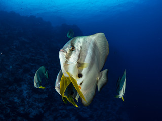 Wall Mural - Christmas Island Underwater