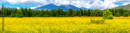 flowers-and-mountains-mexican-sunflower-field-in-flagstaff-arizona-panoramic