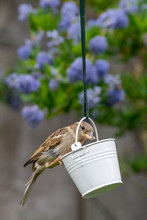 City Wildlife With A House Sparrow (Passer Domesticus) Perched On A Garden Bird Feeder