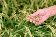 Close Up Of Woman's Hand Holding Rice Plant In Field