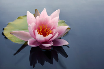 Wall Mural - Beautiful pink lotus or water lily flowers blooming on pond