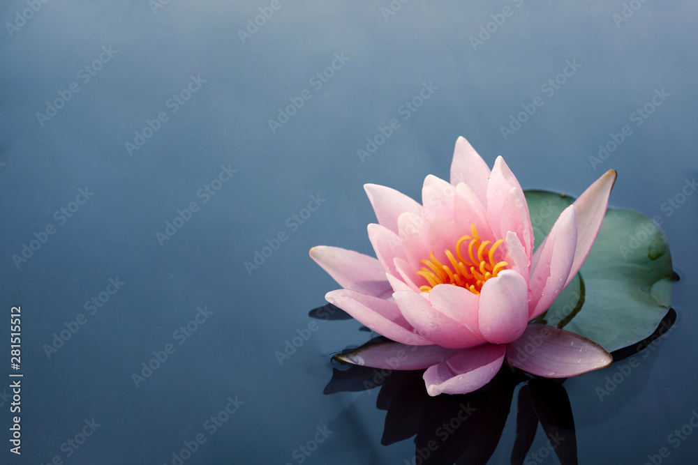 Beautiful pink lotus or water lily flowers blooming on pond - obrazy, fototapety, plakaty 
