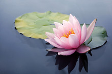 Beautiful Pink Lotus Or Water Lily Flowers Blooming On Pond