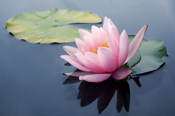 Beautiful pink lotus or water lily flowers blooming on pond