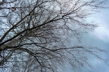 Bare Branches Of A Tree With Remnants Of Foliage Against A Cloudy Autumn Sky.