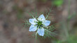 Czarnuszka damasceńska, czarnuszka, damasceńska, Nigella damascena, nigella, jaskrowate