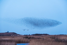 Flock Of Birds Flying In Sky