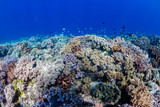 Fototapeta Do akwarium - Hard and soft corals on a colorful tropical coral reef in the coral triangle of Asia
