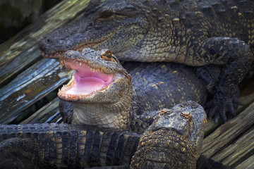 Wall Mural - Alligator with mouth open.