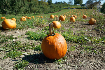 Wall Mural - Pumpkins in the field in the harvest season