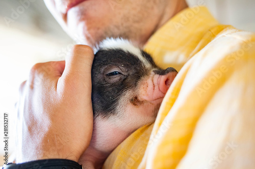Fotografía Hugging little piglet adorable comfort eyes close up