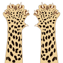 Two Clawed Paws Or Spotted Wildcat. Cheetah Or Jaguar.