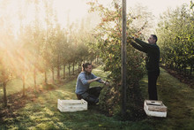 Men Picking Apples From Tree In Apple Orchard