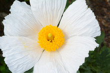Matilija Poppies Or Tree Poppies Are Native To California And Northern Mexico.