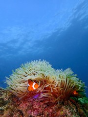 Wall Mural - Closeup and macro shot of the Western Clownfish or Anemonefish during a leisure dive in Tunku Abdul Rahman Park, Kota Kinabalu, Sabah. Malaysia, Borneo.      