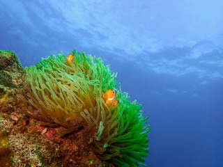 Wall Mural - Closeup and macro shot of the Western Clownfish or Anemonefish during a leisure dive in Tunku Abdul Rahman Park, Kota Kinabalu, Sabah. Malaysia, Borneo.      