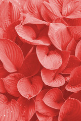  Hosta leaves after rain with water drops in trendy living coral color, close up. Botanical nature background. Concept of organic cosmetics wellness spa fashion seasonal