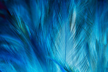 Blue Feathers Texture As Background. Swan Feather. Blue Dark Feather Vintage Backdrop
