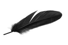 Single Black Feather Isolated On White Background