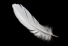 Single White Feather Bird Isolated On Black Background