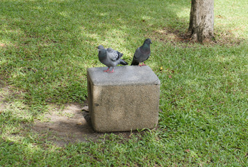 Two dove on a marble horse