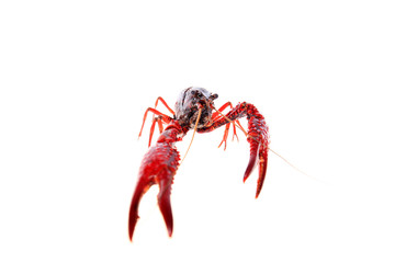 Wall Mural - Crayfish